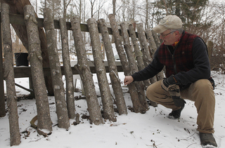 Carlic drills roughly 100 holes in each log, one-eighth to one-sixteenth inches deep, four inches apart. Carlic then fills each hole with mushroom spawn. It takes about one year for the mushrooms to grow.